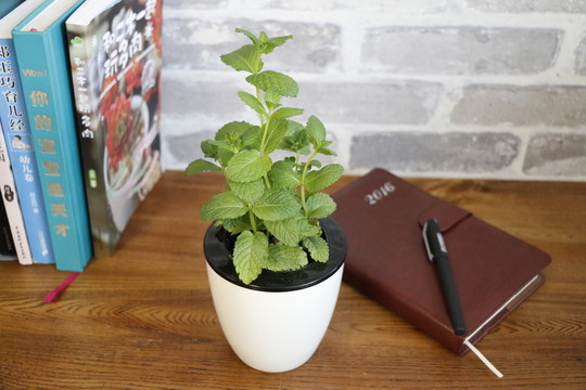 花卉薄荷