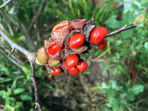 紫玉蘭果