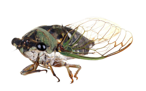 蟬；Tibicen linnei