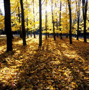林autumnn