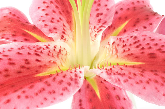 百合花