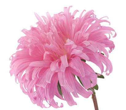中國(guó)紫菀
