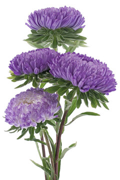 中國(guó)紫菀