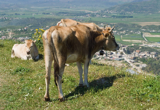 Albanian牛