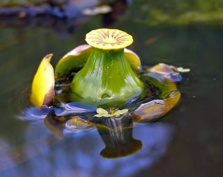 花的花蕾在水上百合花