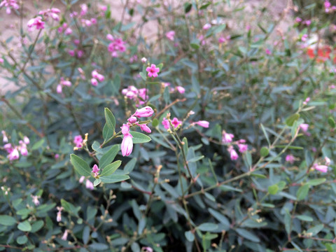 野羅布麻