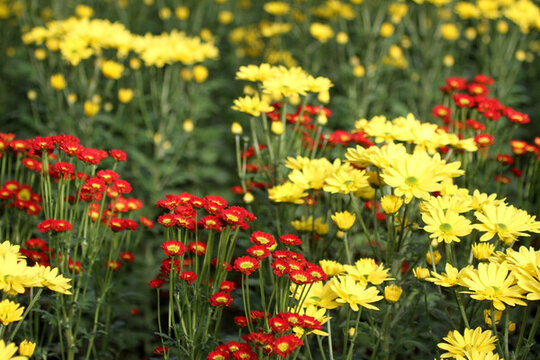 菊花 鮮花 花 花卉 菊展 秋