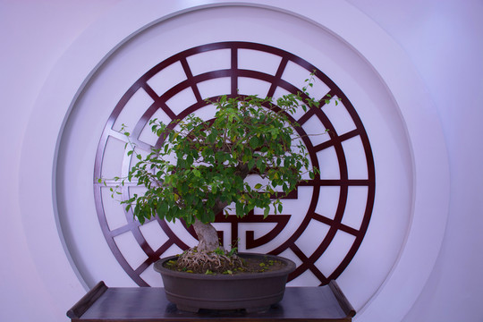 園林盆景