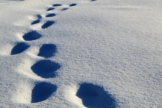 冬雪