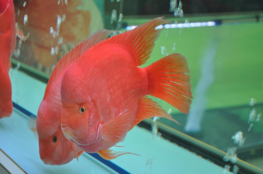 血鸚鵡