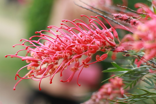 紅花銀樺