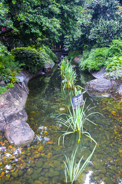 公園小溪
