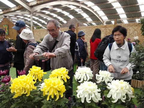 上海菊花展