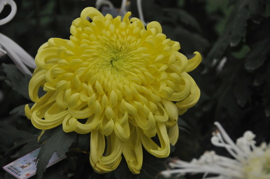 上海菊花展