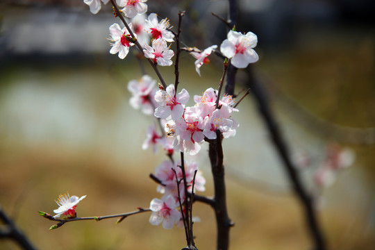 怒放的桃花