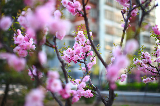 桃花