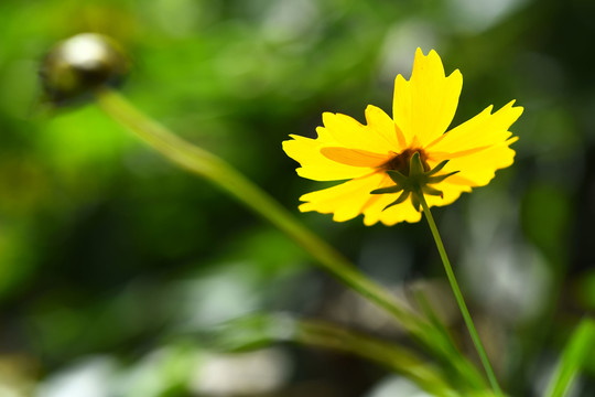 花卉