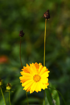花卉