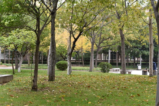 秋天的校園