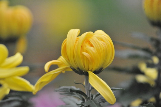 上海菊花展