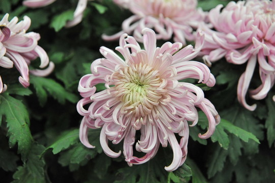 上海菊花展