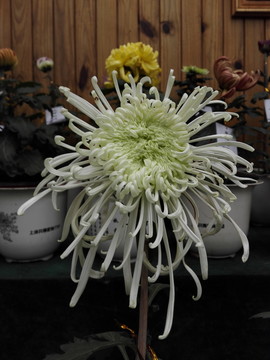 上海菊花展
