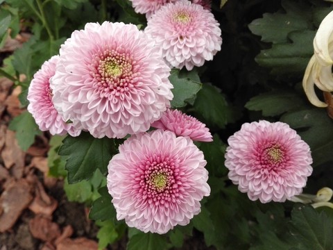 上海菊花展