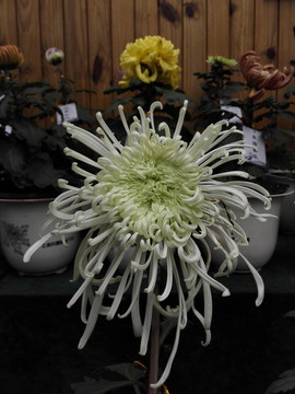 上海菊花展