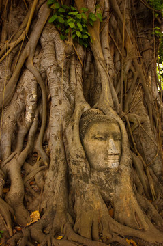 Stone buddha頭上的樹根