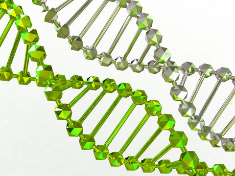 基因在DNA
