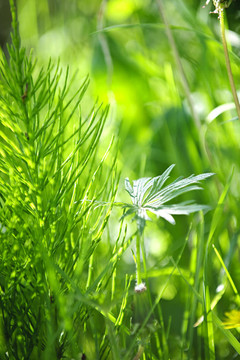 青草與植物