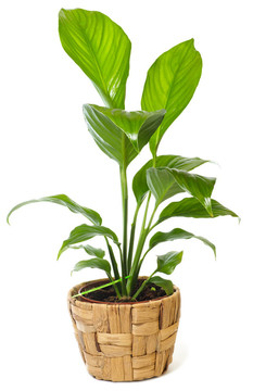 窗口植物白鶴芋wallisii孤立在白色背景。