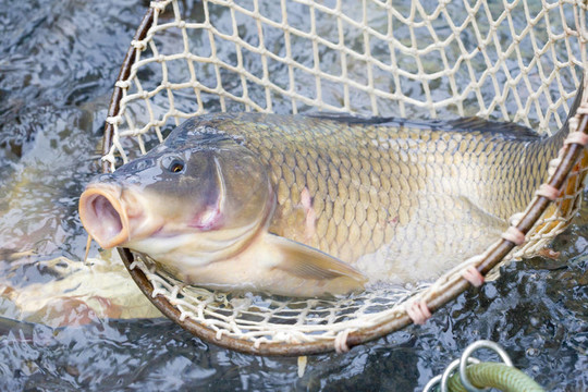 圣誕鯉魚