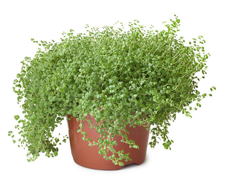 盆栽綠色植物在白色背景- Soleirolia