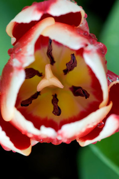郁金香花特寫