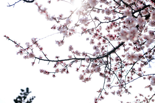 櫻花