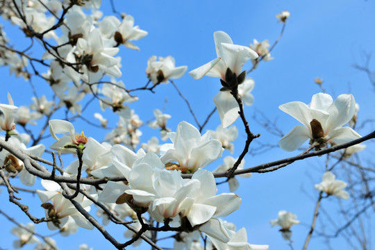 花開(kāi)