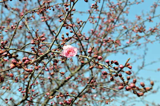 櫻花  春天