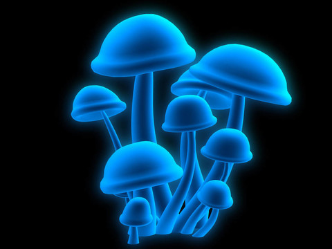 神奇蘑菇