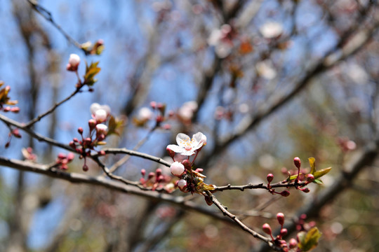 春暖花開(kāi)  櫻花