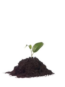 生長(zhǎng)的植物