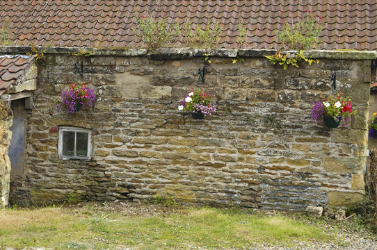 旧墙和花