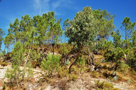 葡萄牙；村落；城鎮(zhèn)；山脈；巖石；丘陵；歷史