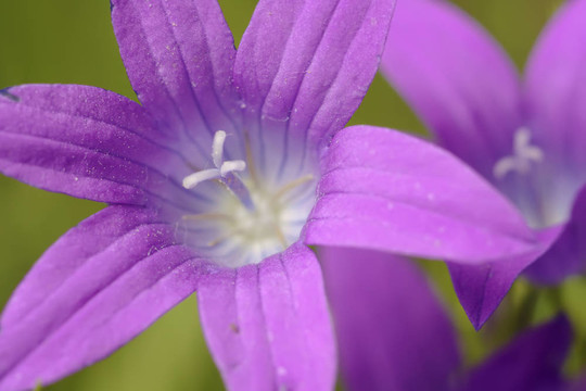 藍(lán)鈴花宏