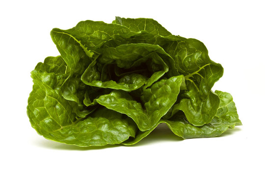 生菜