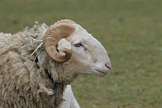 OL RAM