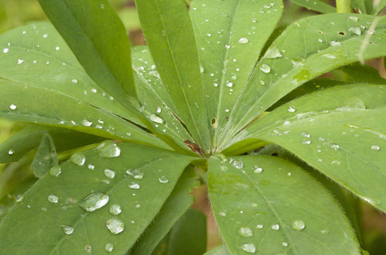 植物上的水滴