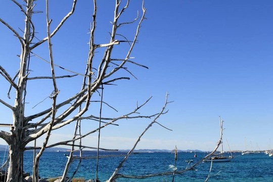 地中海藍(lán)色的海干樹枝
