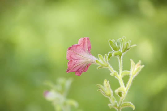 紅鈴花宏
