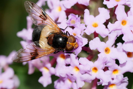 食蚜蠅；Volucella pellucens；密蒙花的花蜜